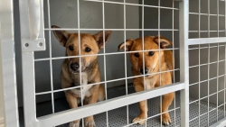 В субботу, 27 июля, в Альметьевском районе будут проводиться мероприятия по отлову бездомных собак