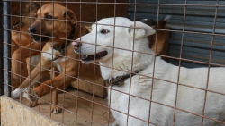 В субботу, 6 июля, в Альметьевском районе будет производится отлов собак без владельцев