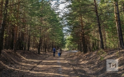 В районах Татарстана на три недели продлили закрытие лесов