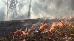 В Татарстане из-за высокой пожароопасности людям запретили посещать леса