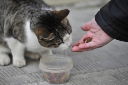 В Татарстане запустили проект помощи бездомным животным 