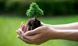 «Спасем дерево вместе»