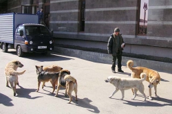 Норматив по количеству бездомных животных утвердили в Татарстане